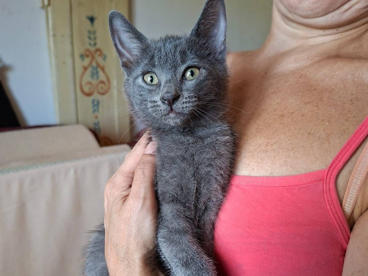 Adotta il gatto Drusilla e Olimpia a Roma