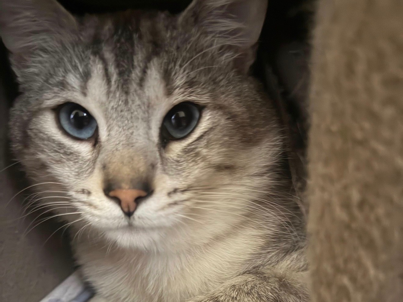 Vuoi adottare un gatto a Teramo?