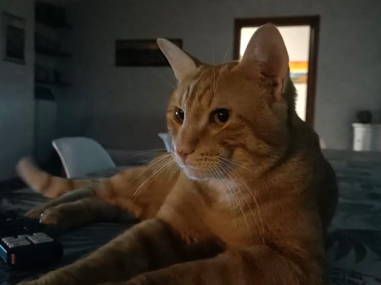 Adotta il gatto Blu e Rum a Teramo