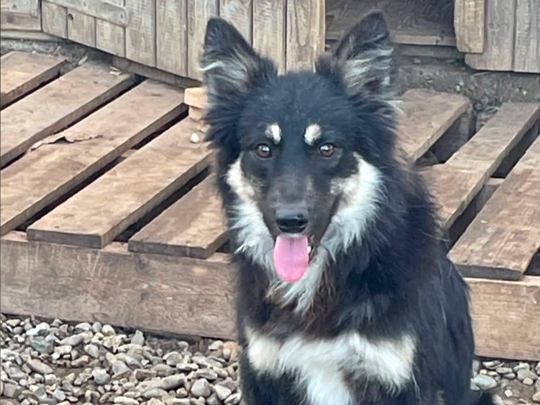 Adozione cane, maschio, Razza sconosciuta Razza sconosciuta, 1 anno e 3 mesi, taglia piccola, Matera