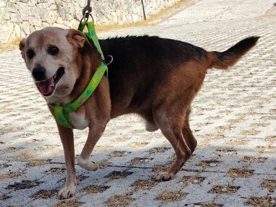 Adotta un cane, maschio, 10 anni e 1 mese, Siracusa