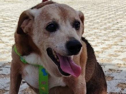 Adotta un cane, taglia media contenuta, maschio, Siracusa