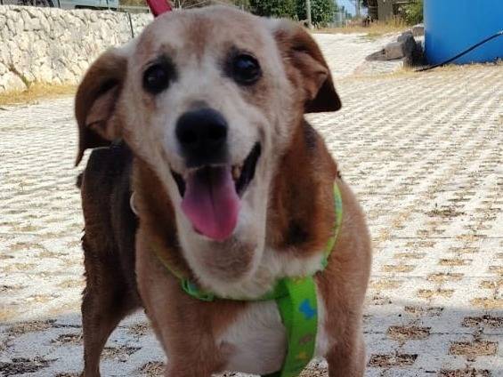 Adozione cane, maschio, Beagle  Razza sconosciuta, 10 anni e 1 mese, taglia media contenuta, Siracusa