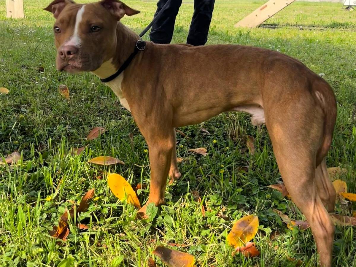 Adozione cane, maschio, Razza sconosciuta Razza sconosciuta, 1 anno e 11 mesi, taglia media, Milano