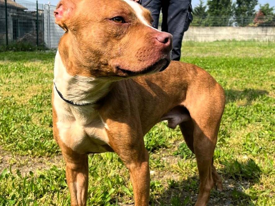 Adotta un cane, taglia media, maschio, Milano