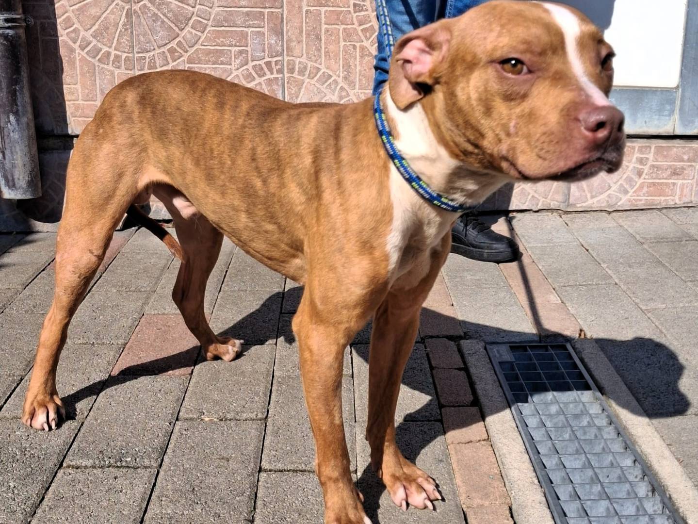 Adotta il cane DANKO a Milano