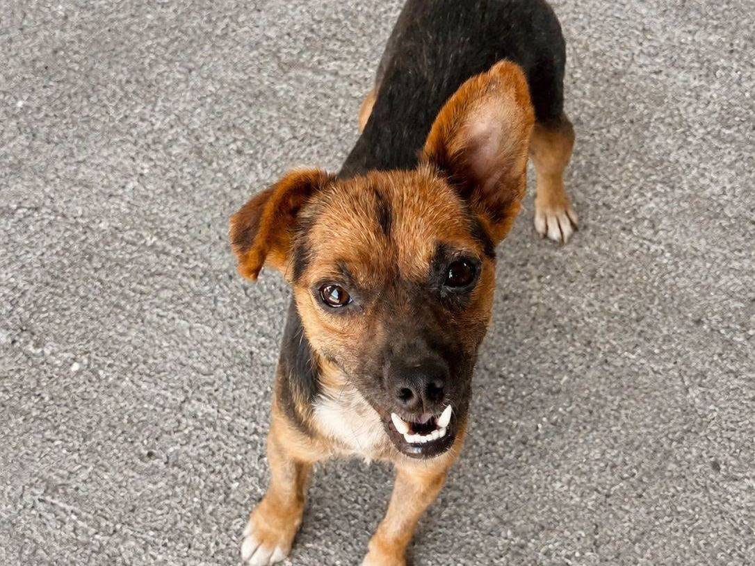 Adozione cane, maschio, Razza sconosciuta Razza sconosciuta, 4 anni e 7 mesi, taglia piccola, Crotone