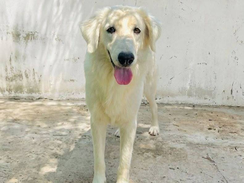 Adozione cane, femmina, Razza sconosciuta Razza sconosciuta, 5 anni e 2 mesi, taglia media, Crotone