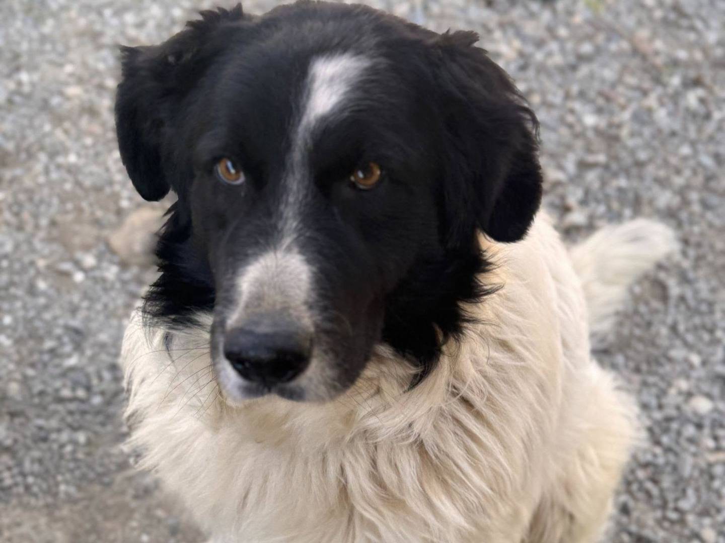 Adozione cane, maschio, Razza sconosciuta Razza sconosciuta, 6 anni e 2 mesi, taglia media, Crotone