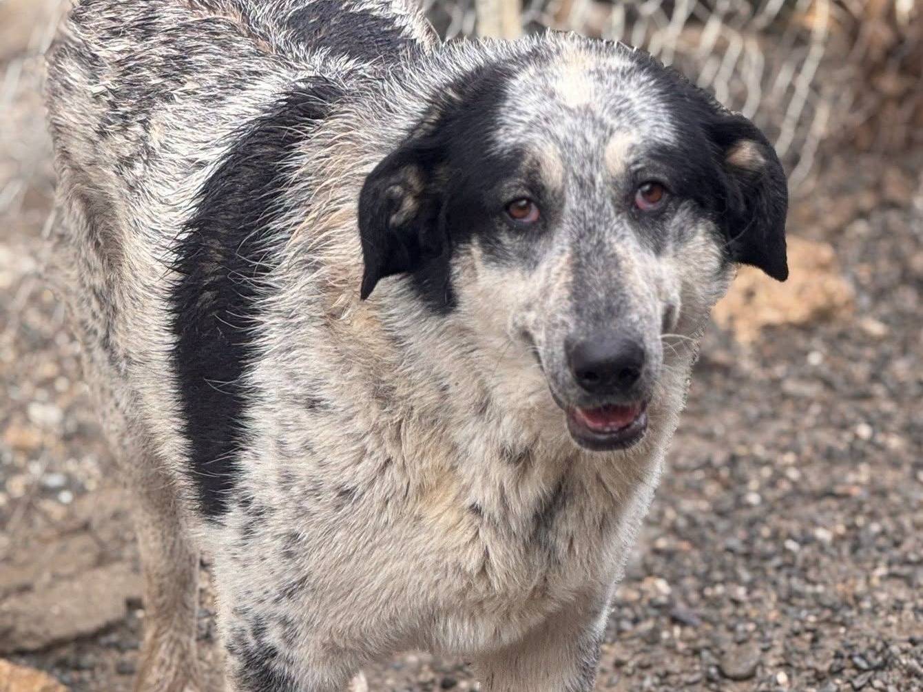 Adozione cane, femmina, Razza sconosciuta Razza sconosciuta, 1 anno e 7 mesi, taglia gigante, Crotone