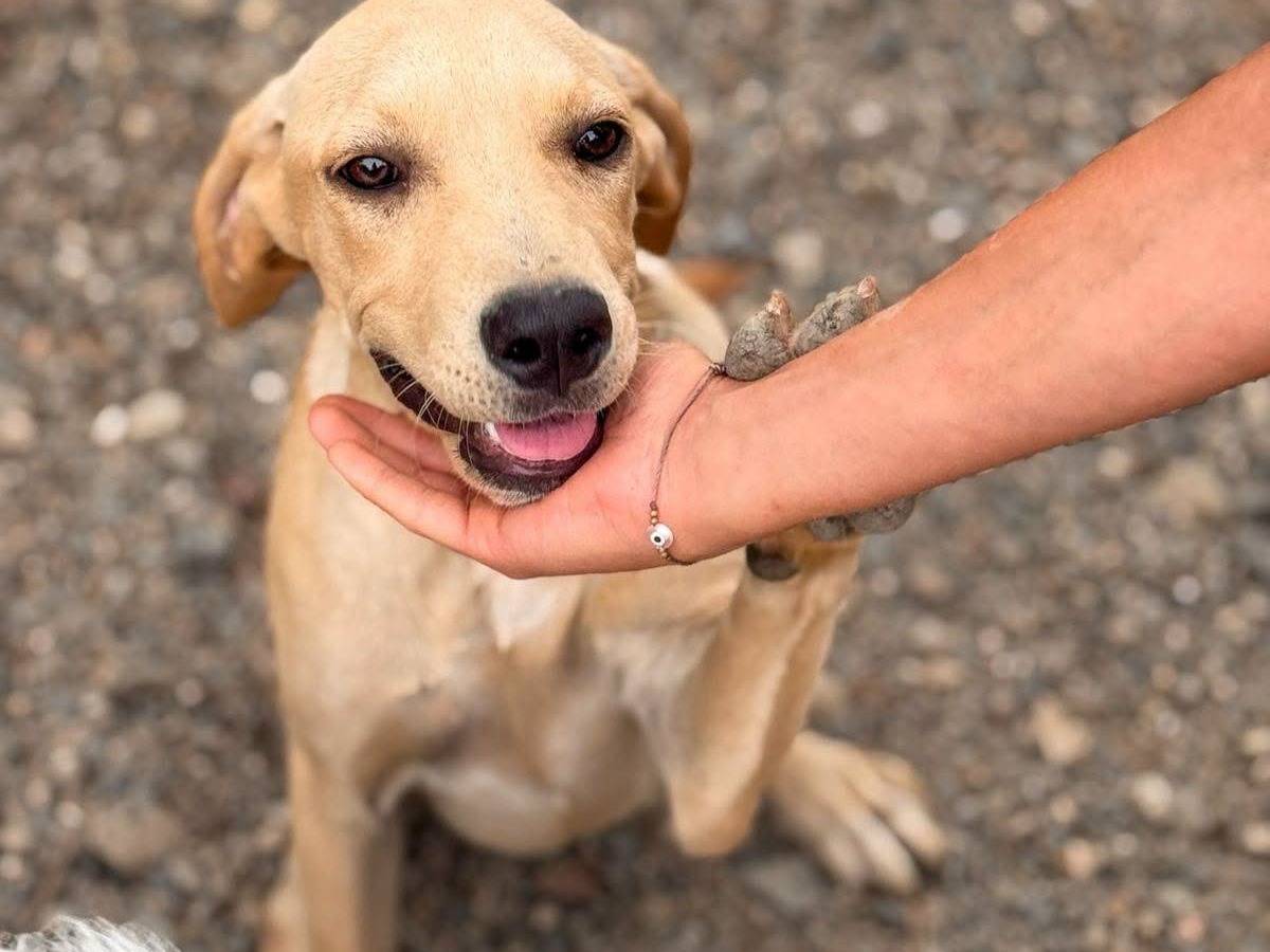 Adozione cane, femmina, Pitbull Razza sconosciuta, 6 mesi, taglia media, Crotone