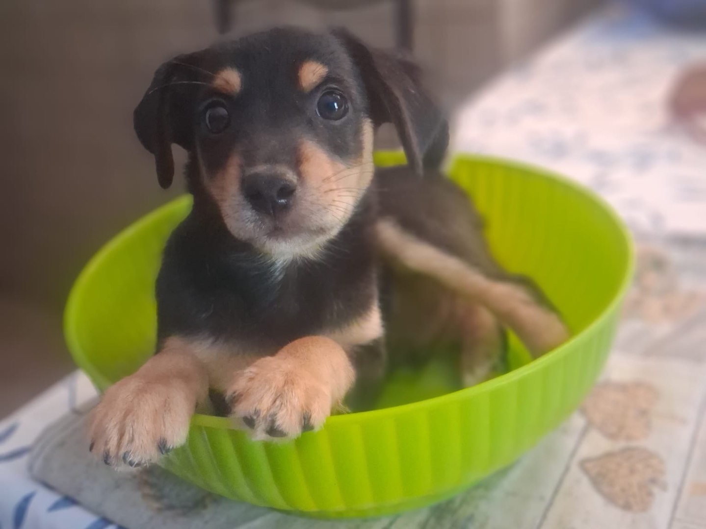 Adozione cane, maschio, Volpino di Pomerania Pinscher, 2 mesi, taglia piccola, Venezia