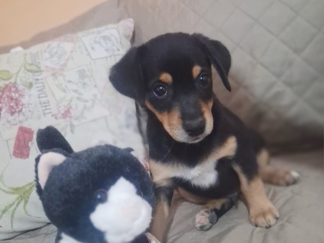 Adotta un cane, maschio, 2 mesi, Venezia