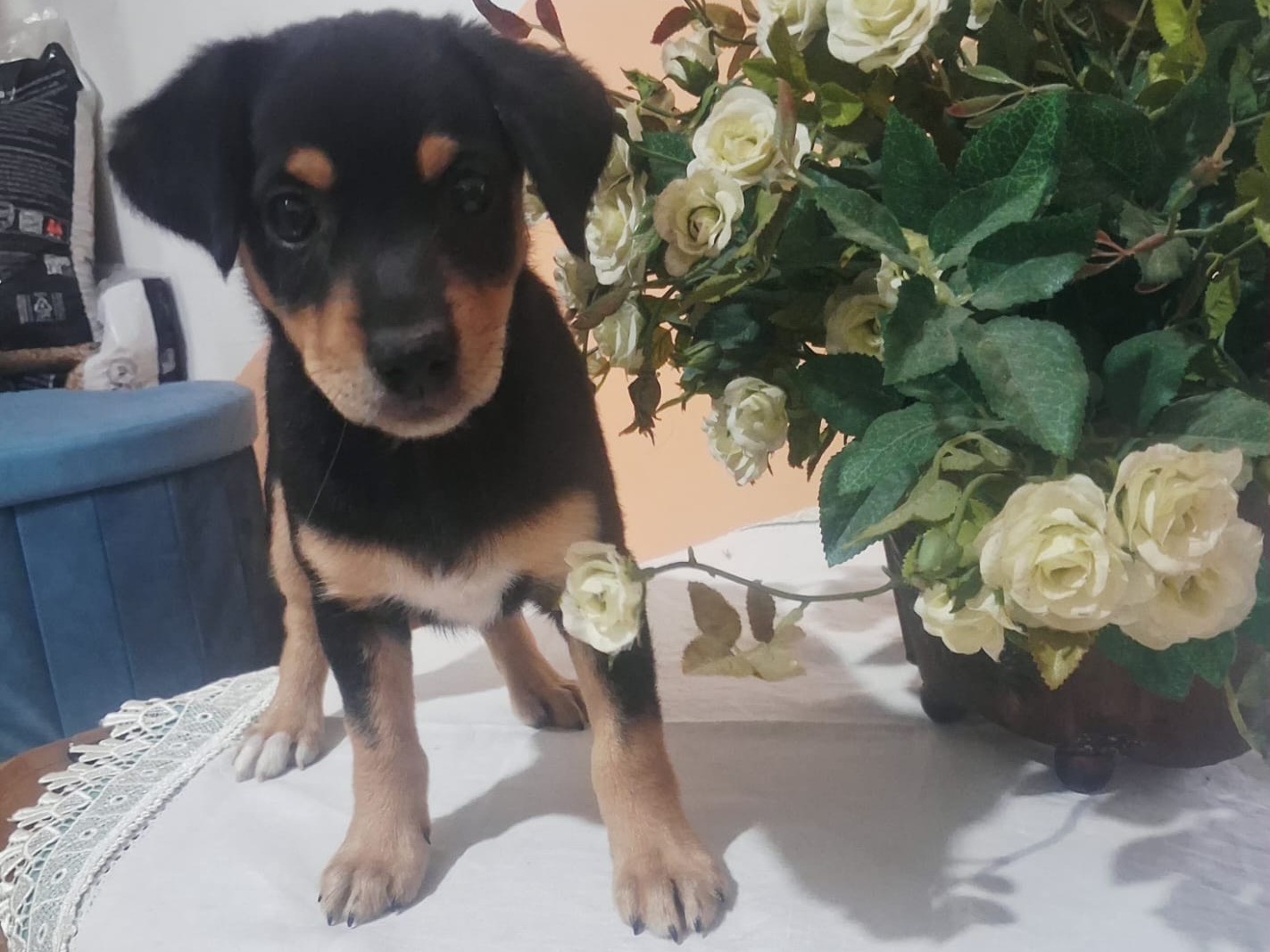 Adotta un cane, taglia piccola, maschio, Venezia