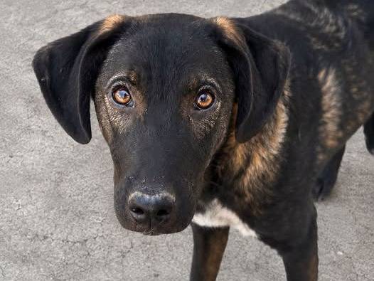 Adozione cane, maschio, Razza sconosciuta Razza sconosciuta, 6 mesi, taglia media, Crotone