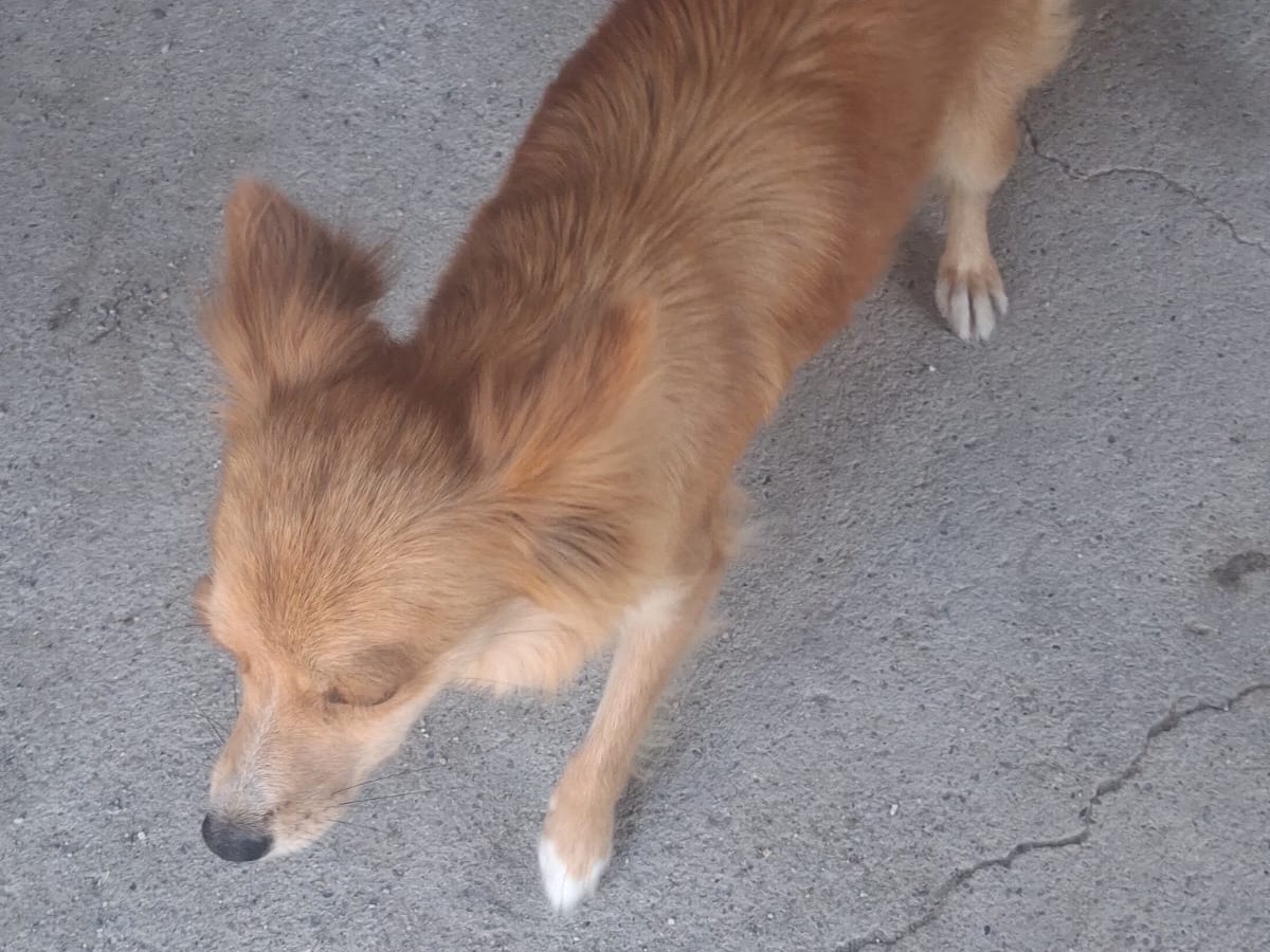 Adotta il cane Chico a Venezia