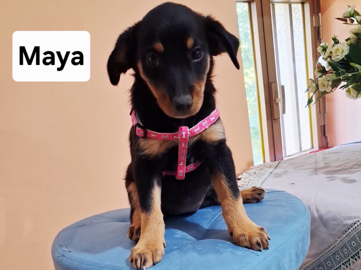 Adozione cane, femmina, Volpino di Pomerania Pinscher, 2 mesi, taglia piccola, Treviso