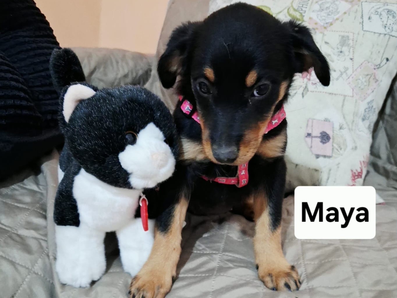 Adotta un cane, femmina, 2 mesi, Treviso
