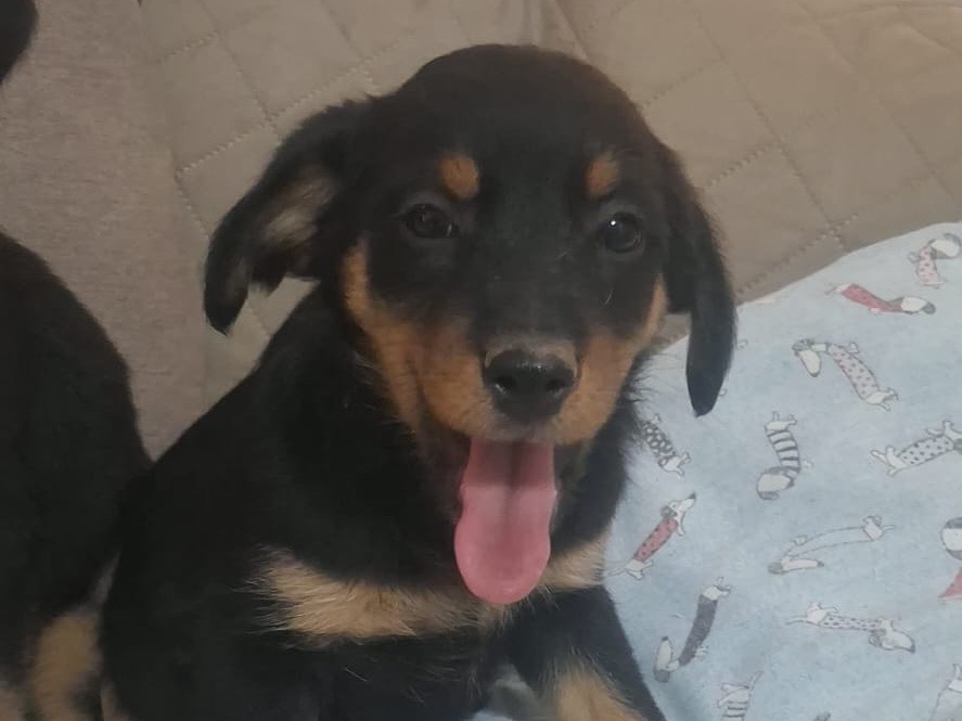 Adotta un cane, taglia piccola, femmina, Treviso