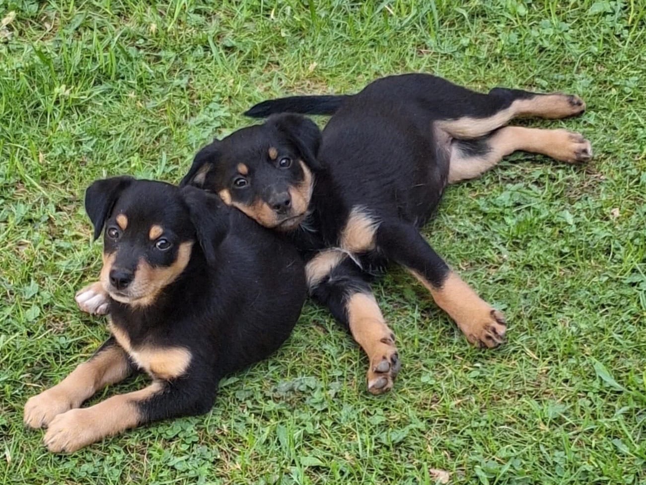 Vuoi adottare un cane a Treviso?