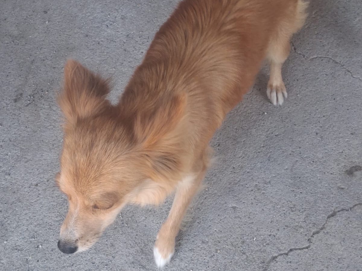Adotta il cane Maya a Treviso