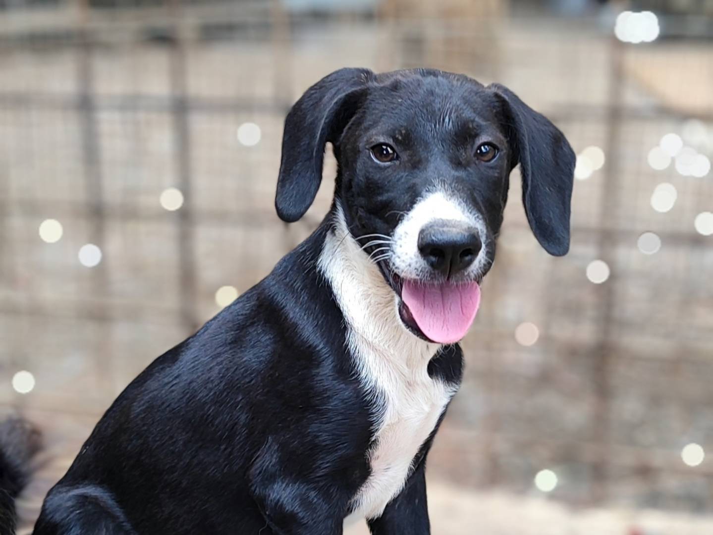 Adozione cane, maschio, Razza sconosciuta Razza sconosciuta, 3 mesi, taglia media, Como