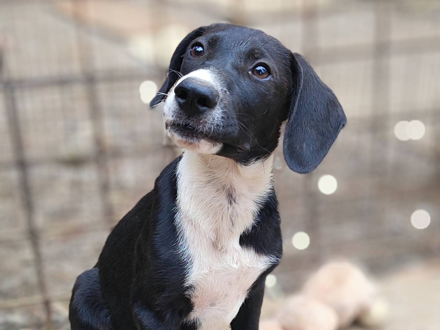 Adotta un cane, maschio, 3 mesi, Como