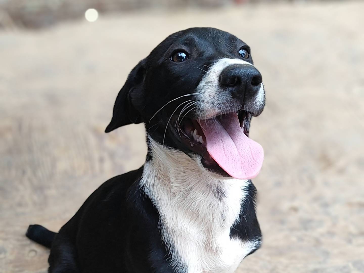 Adotta un cane, taglia media, maschio, Como