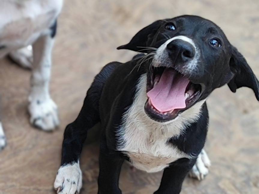 Vuoi adottare un cane a Como?