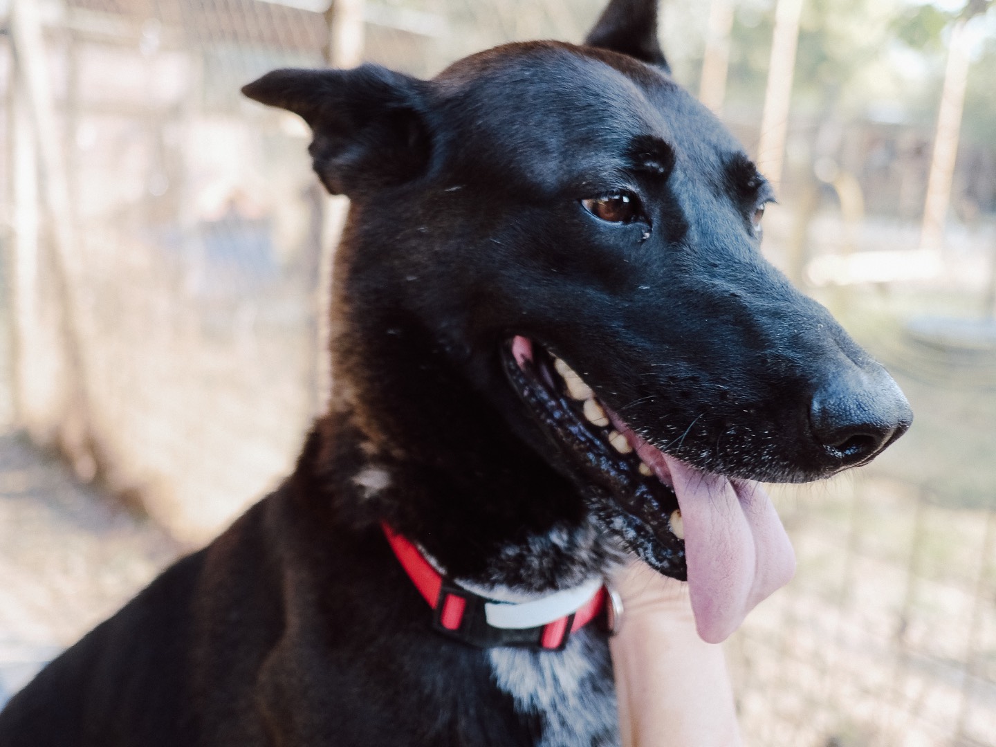 Adozione cane, femmina, Pastore Belga Malinois Razza sconosciuta, 5 anni e 3 mesi, taglia grande, Roma