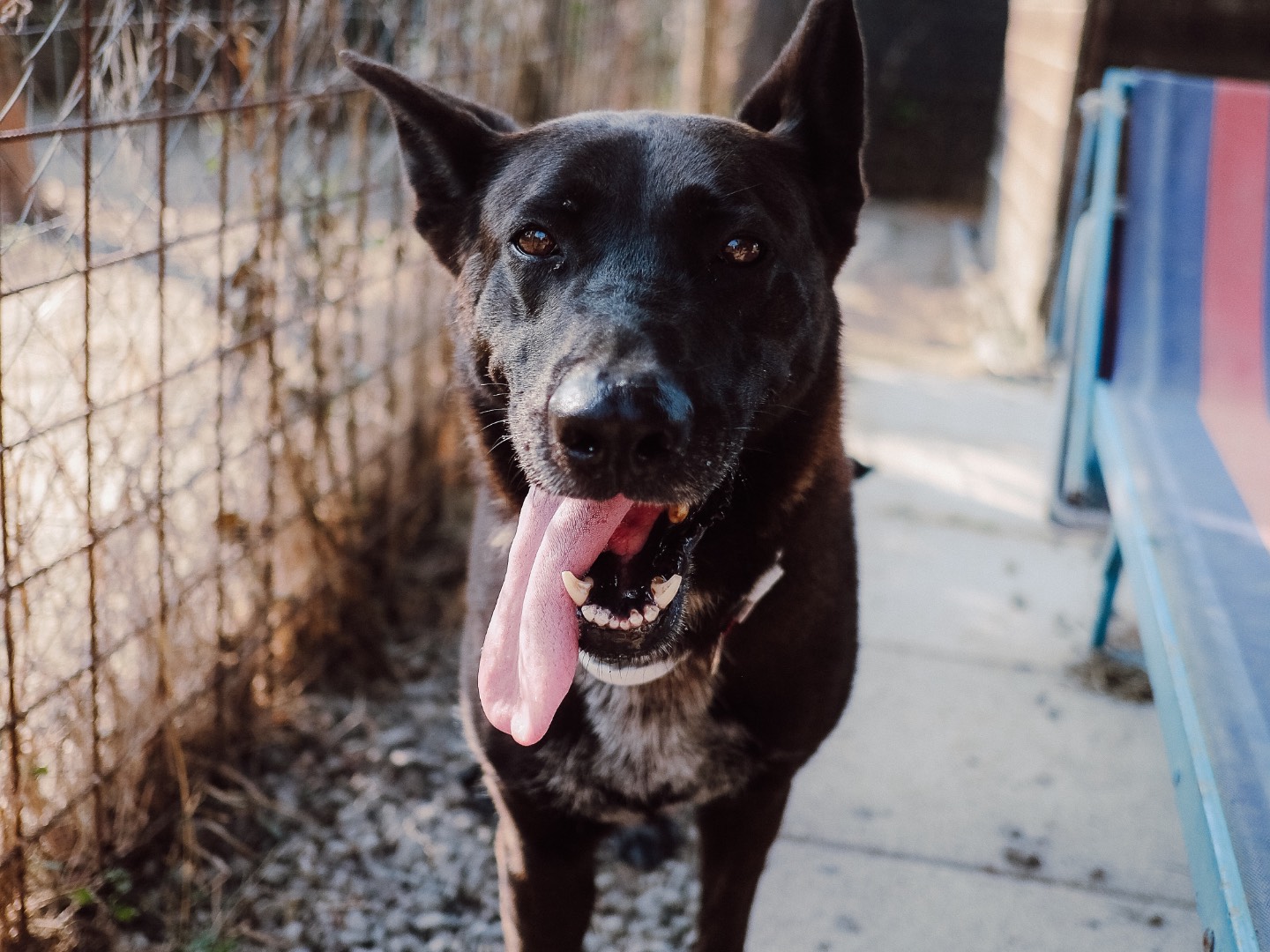 Adotta un cane, femmina, 5 anni e 3 mesi, Roma