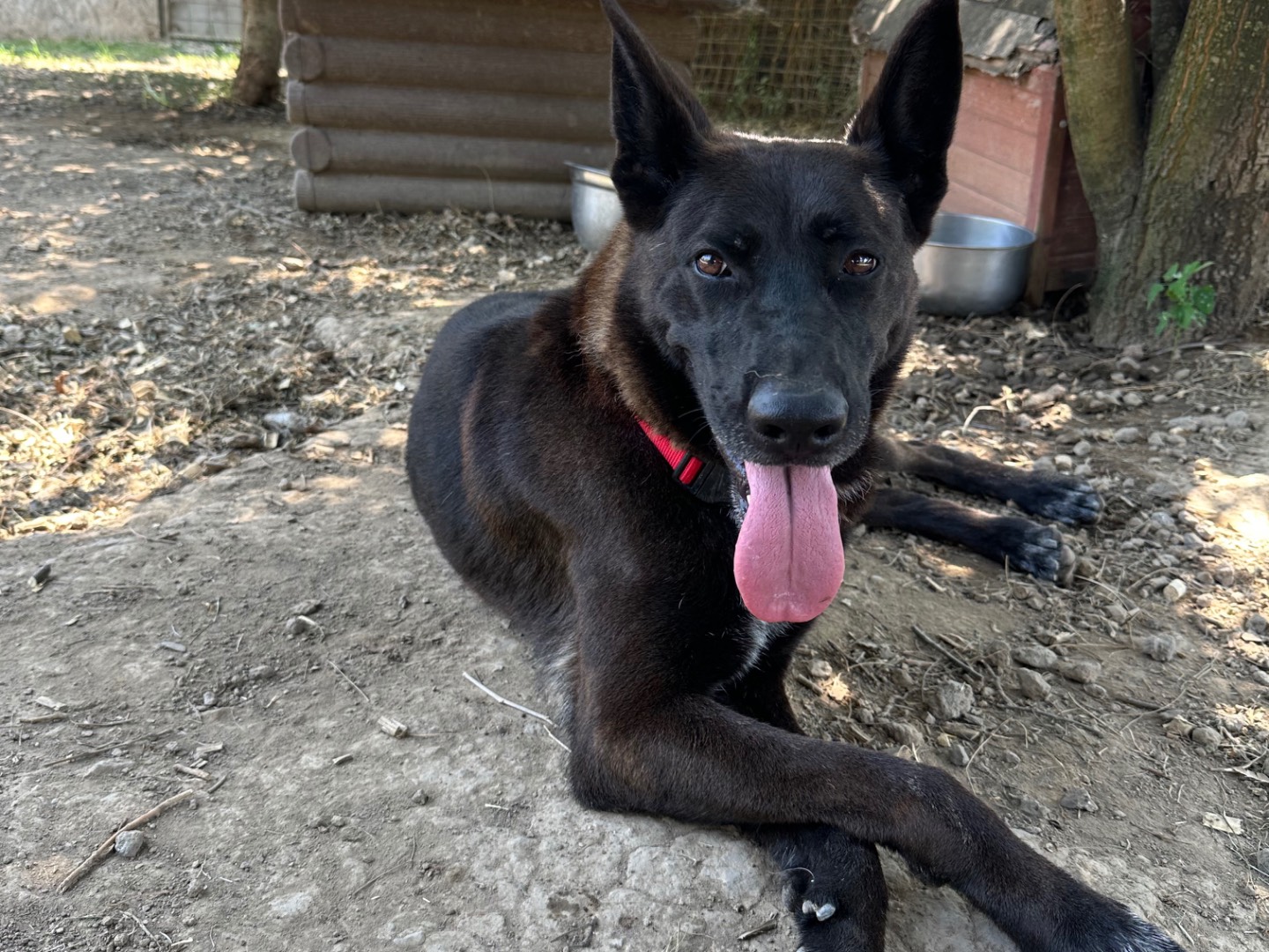 Adotta un cane, taglia grande, femmina, Roma