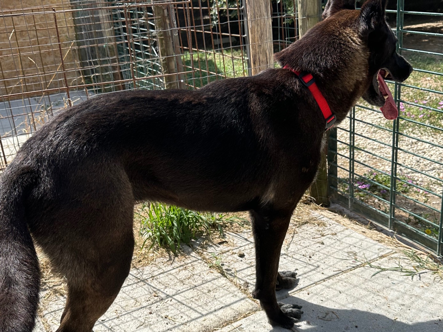 Vuoi adottare un cane a Roma?