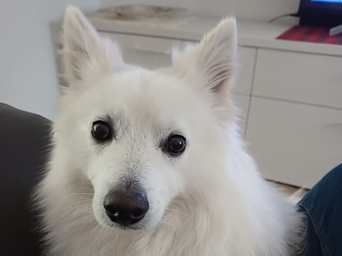 Adozione cane, maschio, Volpino di Pomerania Spitz, 4 anni e 6 mesi, taglia piccola, Trento