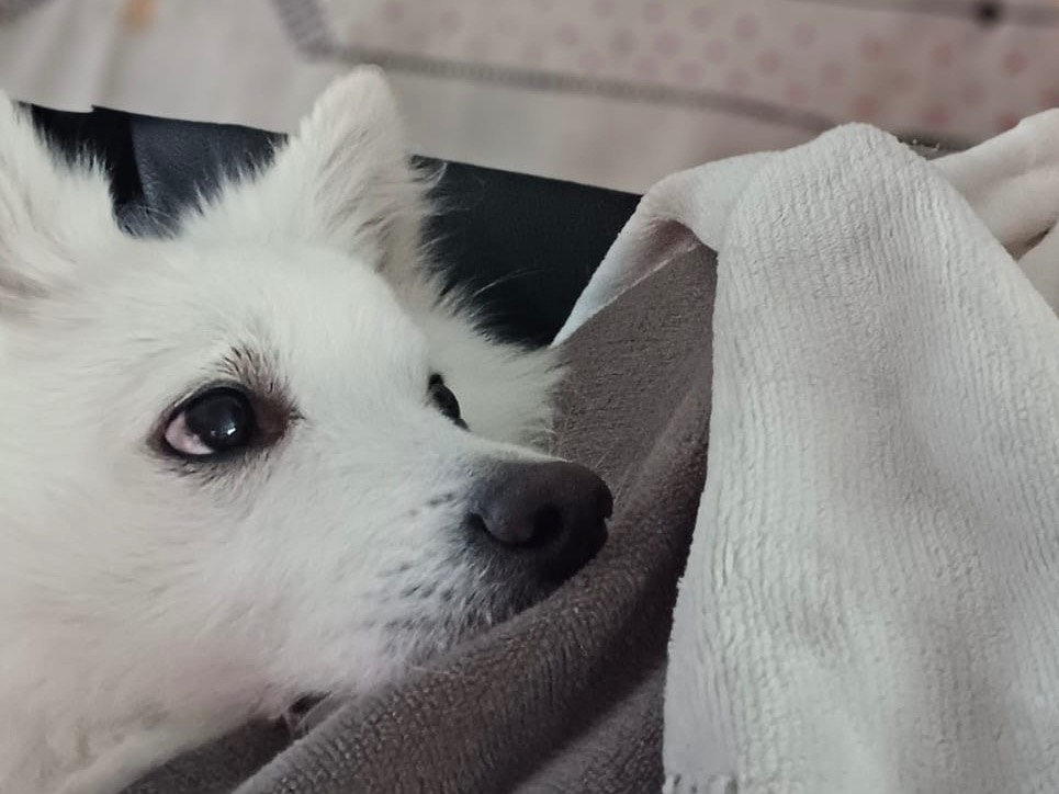 Adotta un cane, maschio, 4 anni e 6 mesi, Trento