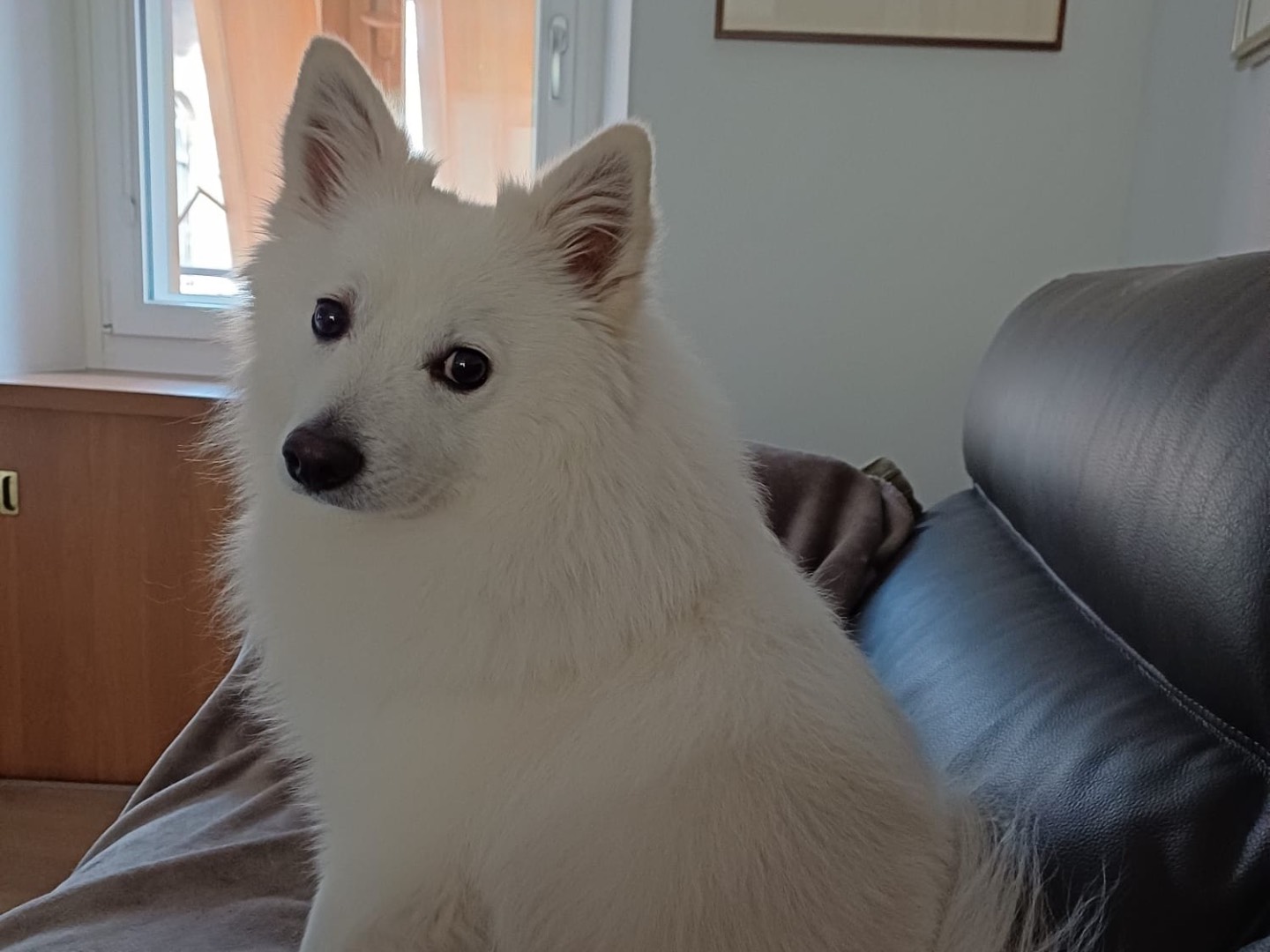 Adotta un cane, taglia piccola, maschio, Trento