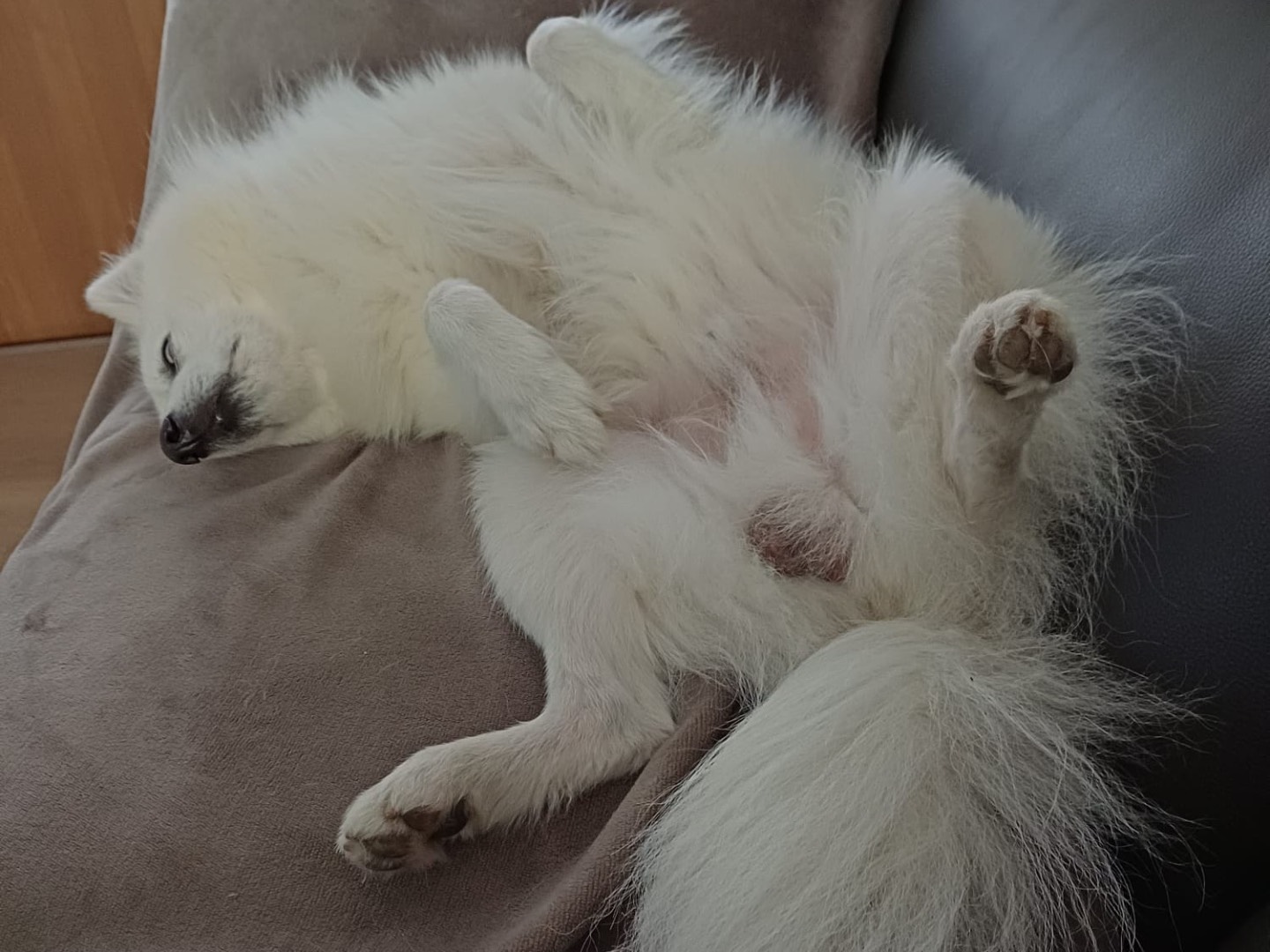 Vuoi adottare un cane a Trento?