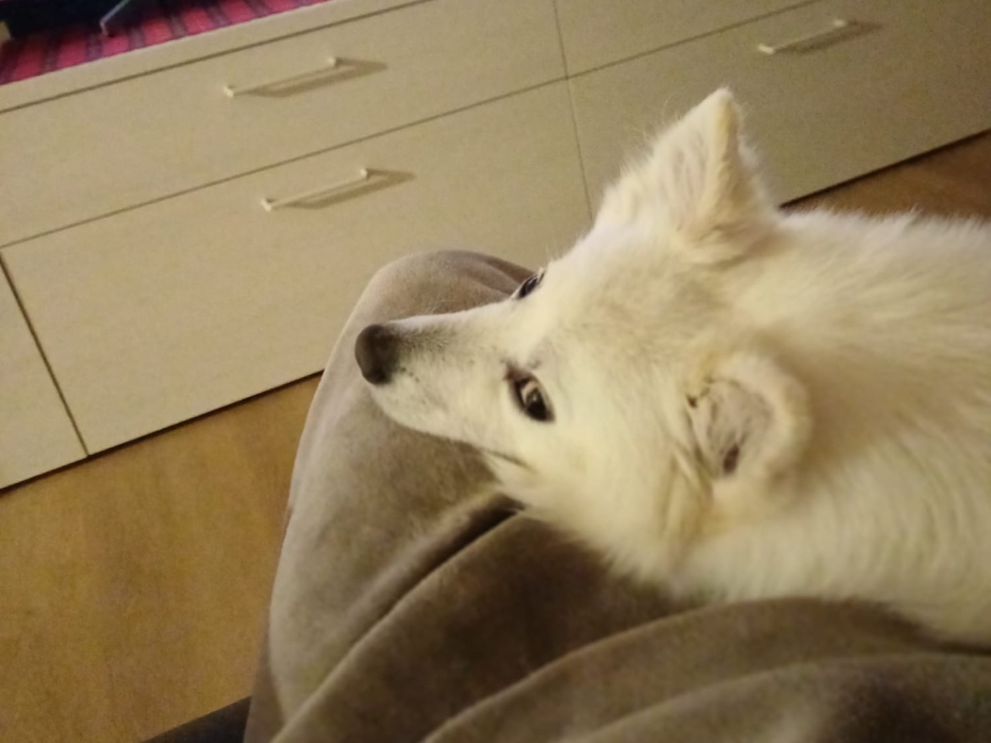 Adotta il cane Balù a Trento