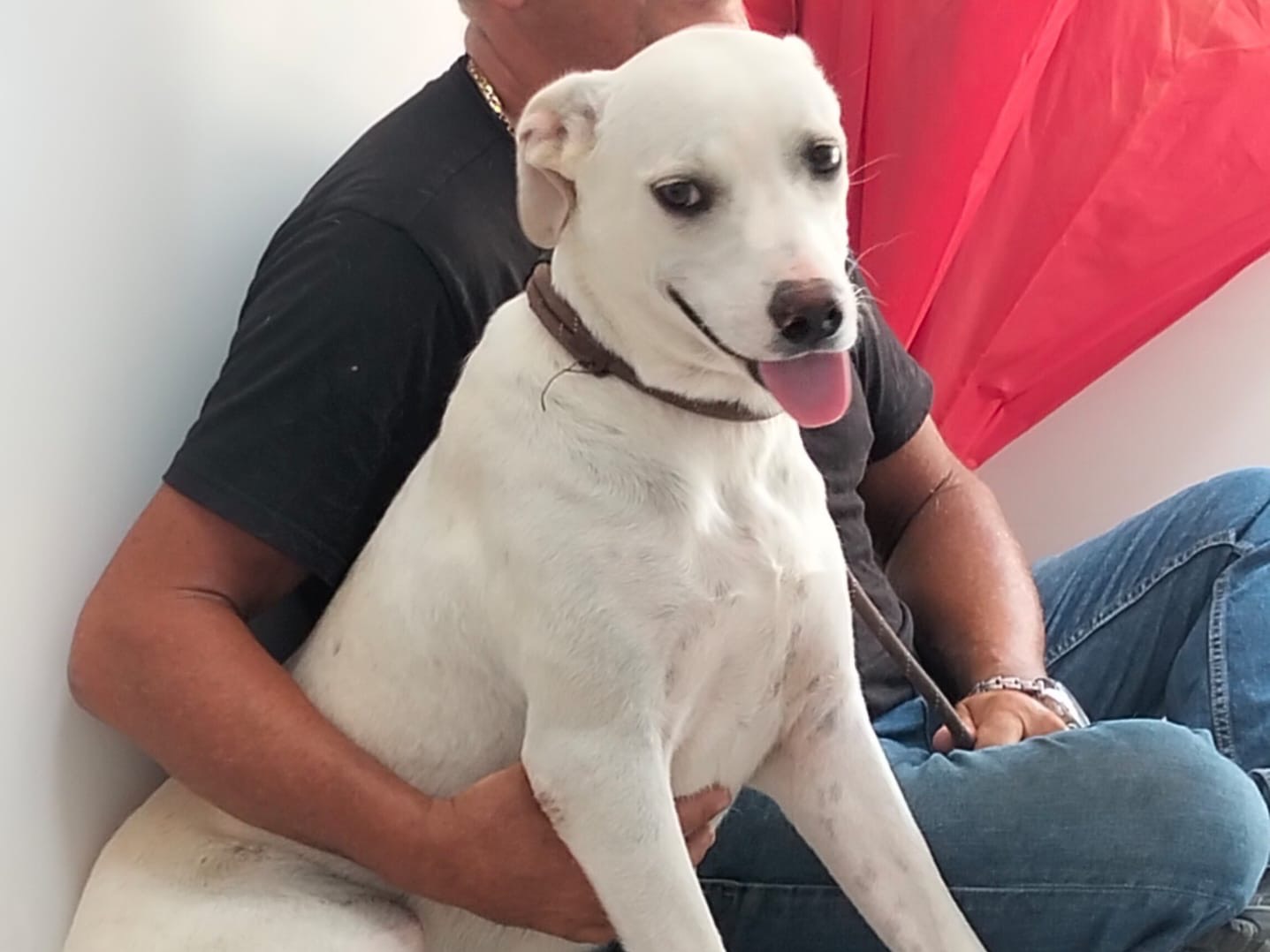 Adozione cane, femmina, Razza sconosciuta Razza sconosciuta, 11 mesi, taglia media, Ragusa