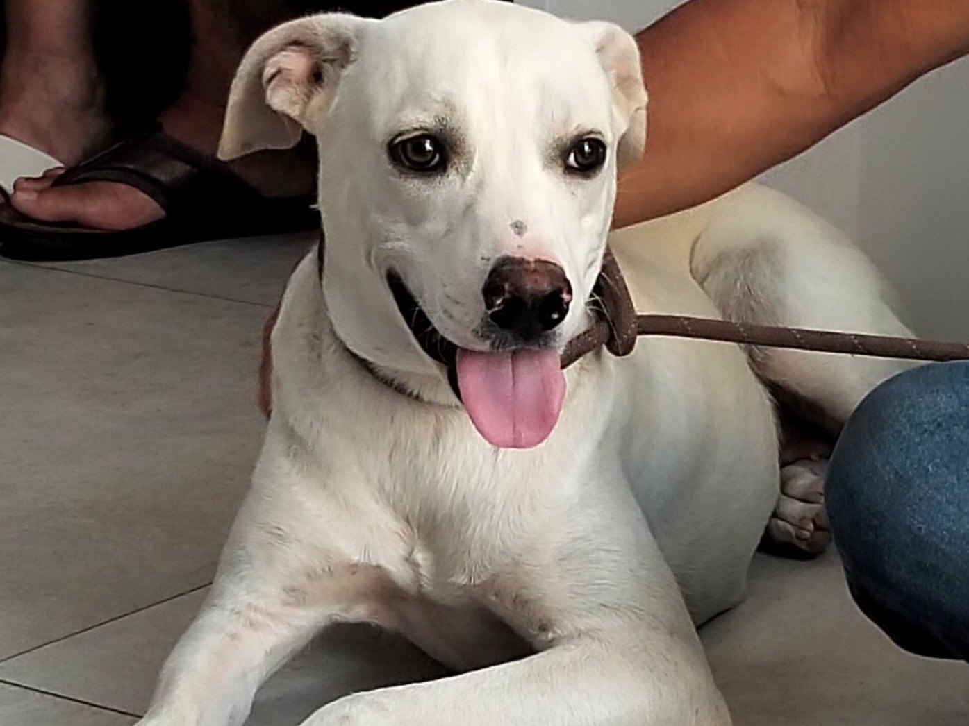 Adotta un cane, femmina, 11 mesi, Ragusa