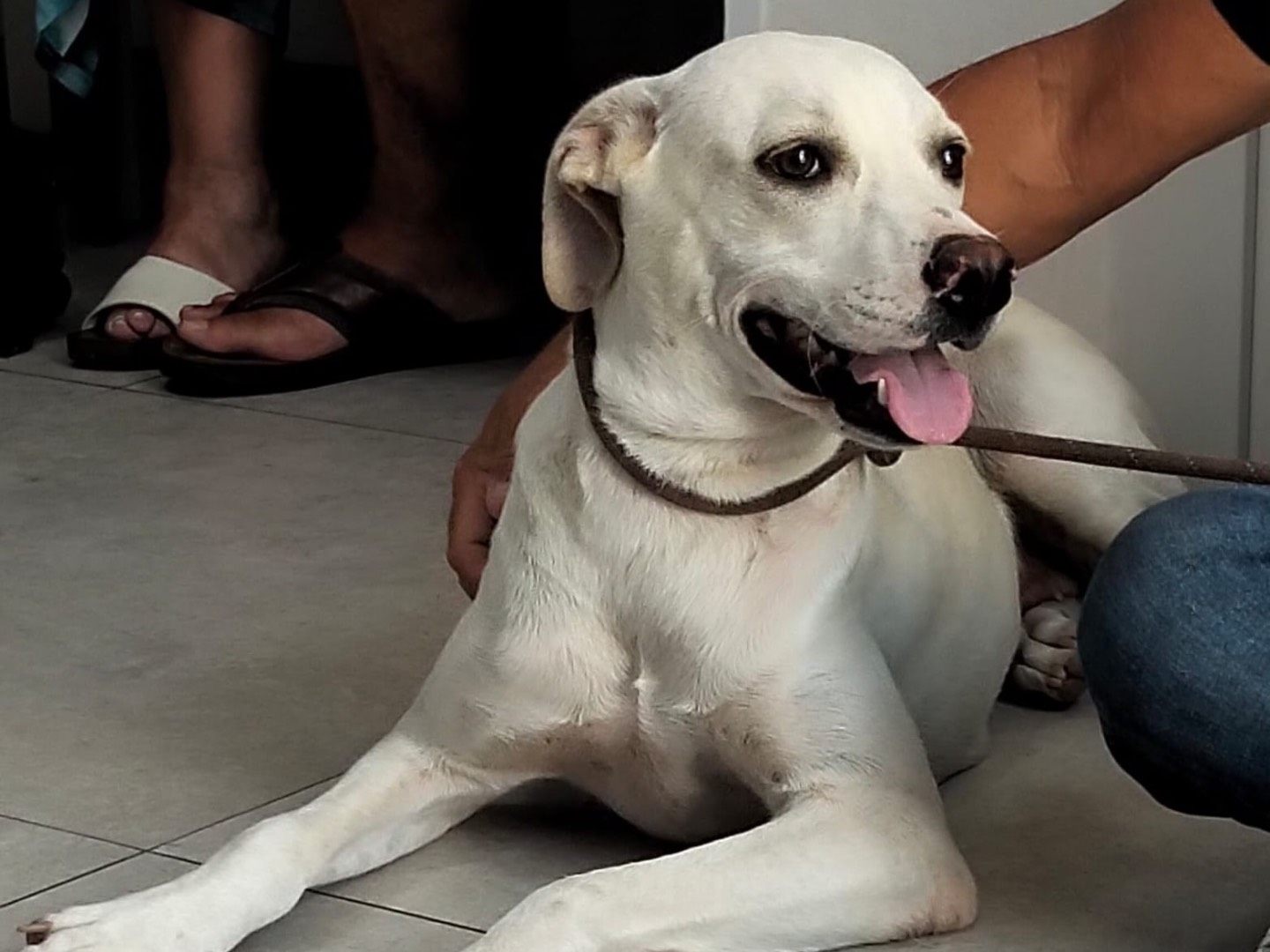 Adotta un cane, taglia media, femmina, Ragusa