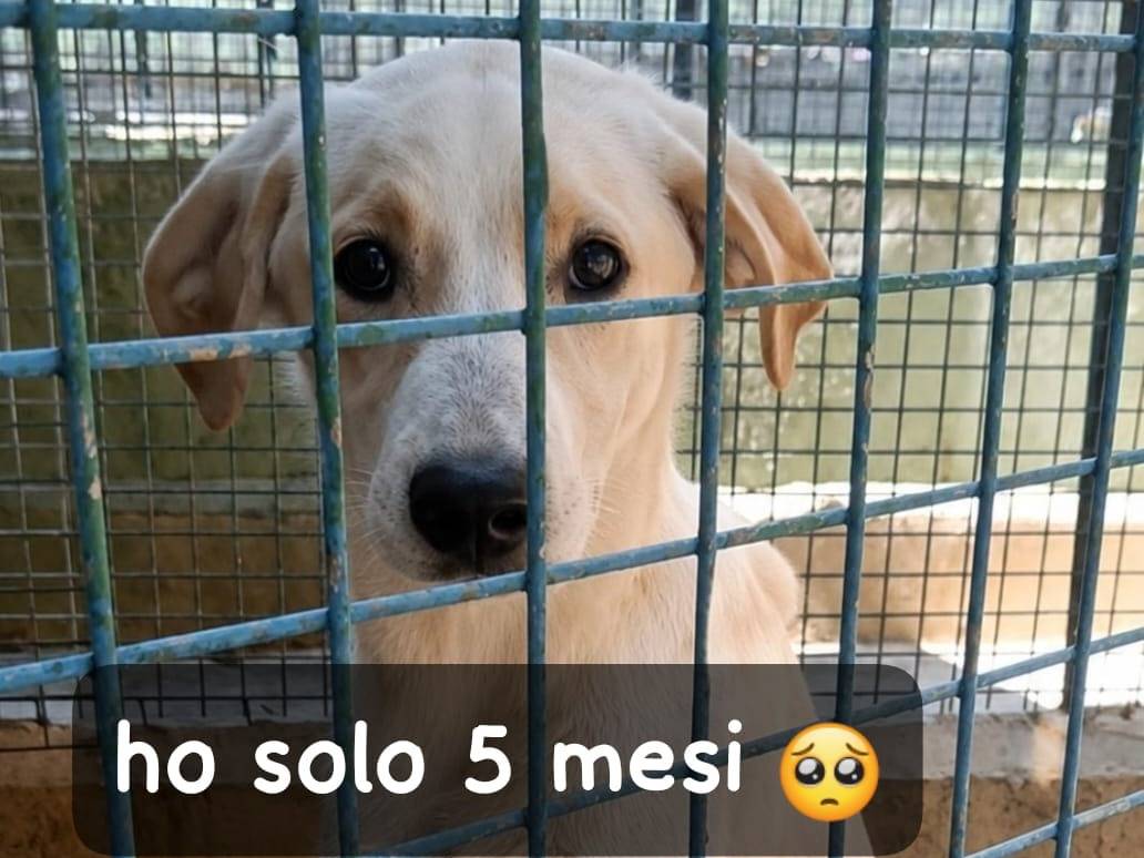 Adozione cane, femmina, Razza sconosciuta Razza sconosciuta, 5 mesi, taglia media, Arezzo
