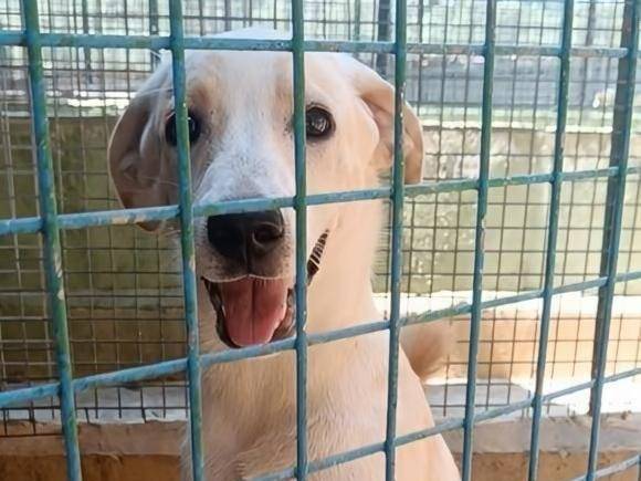 Adotta un cane, femmina, 5 mesi, Arezzo
