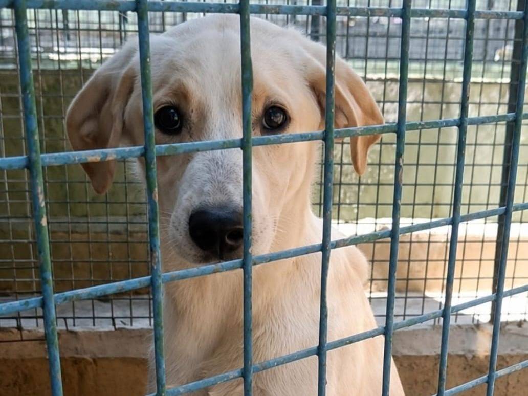 Adotta un cane, taglia media, femmina, Arezzo