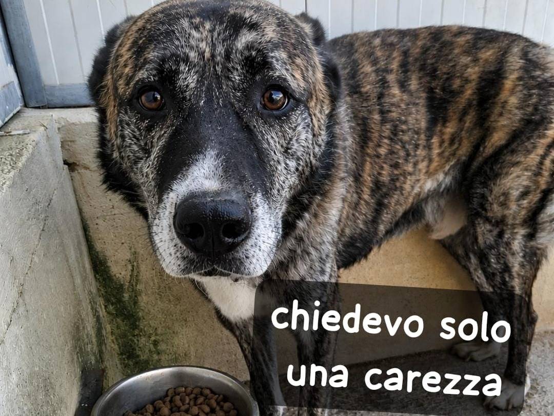 Adozione cane, maschio, Razza sconosciuta Razza sconosciuta, 7 anni e 1 mese, taglia grande, Alessandria