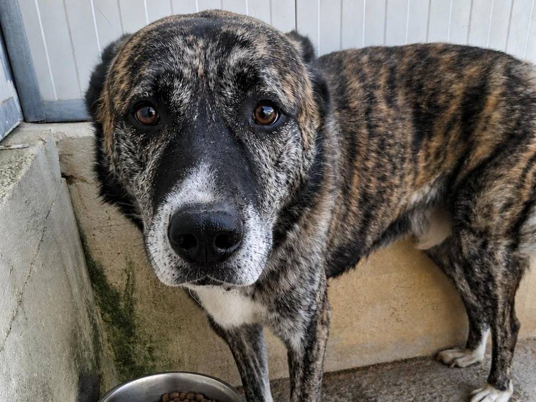 Adotta un cane, maschio, 7 anni e 1 mese, Alessandria