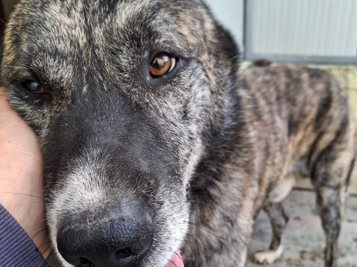 Adotta un cane, taglia grande, maschio, Alessandria