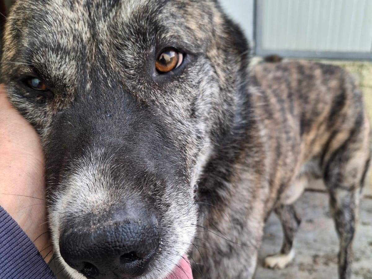 Vuoi adottare un cane a Alessandria?