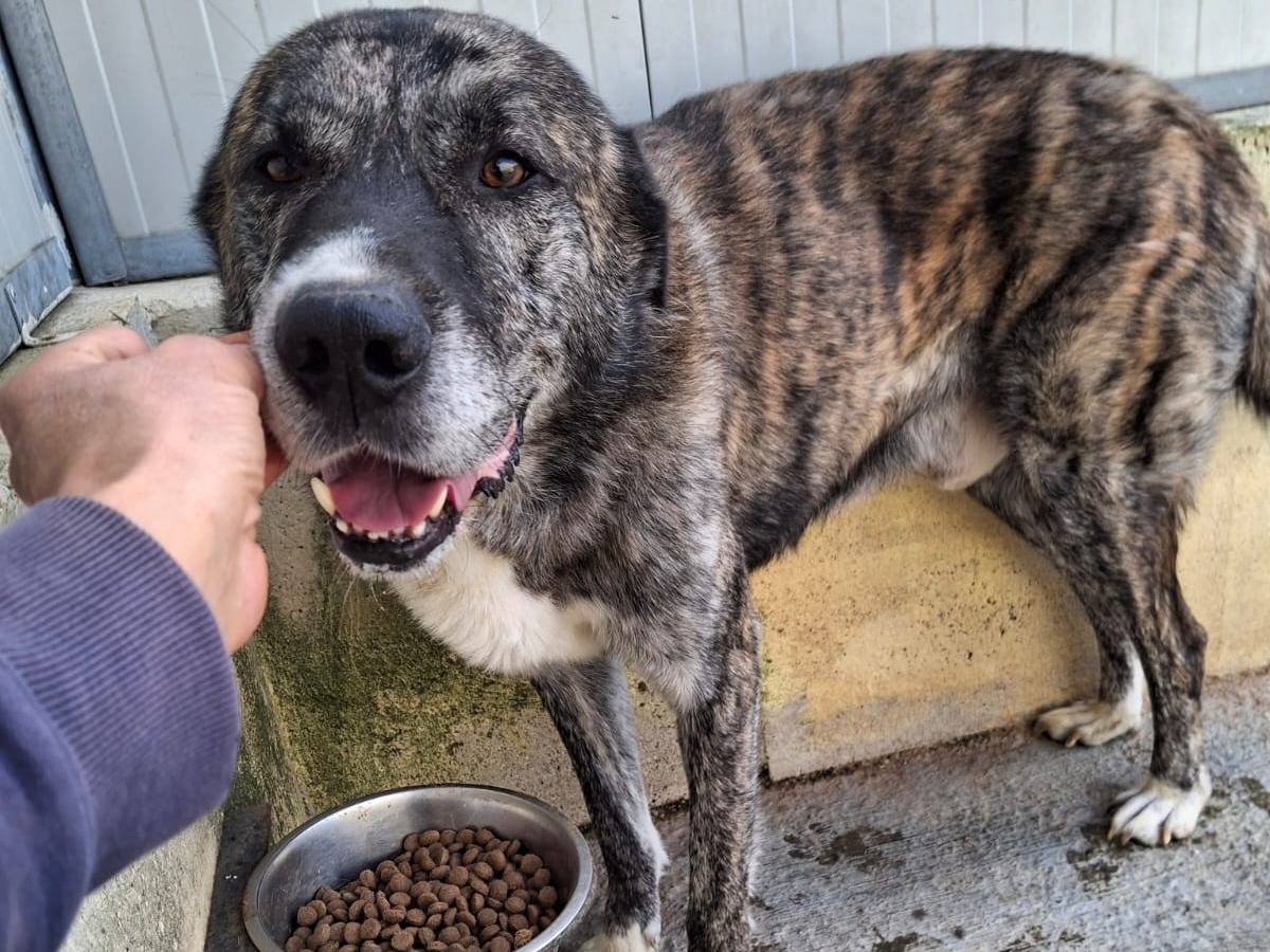 Adotta il cane Rayan a Alessandria