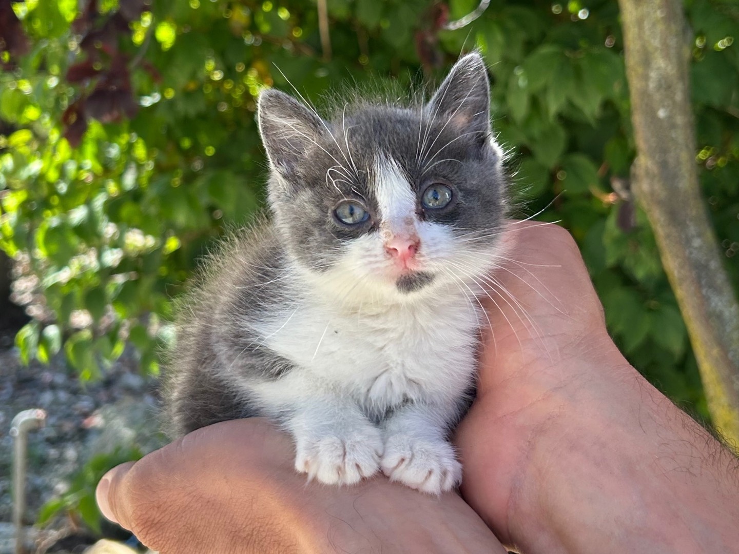 Adozione gatto, maschio, Razza sconosciuta Razza sconosciuta, 1 mese, taglia non valida, Arezzo
